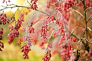 Bright red barberries on a branch on fall day. Berberis darwinii plant. Beautiful autumn vegetation