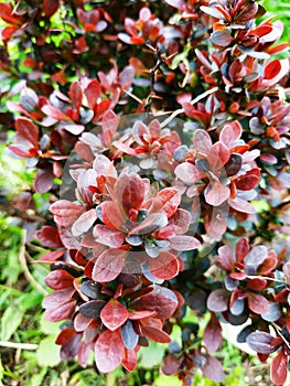 Bright red barberry in spring with prickles