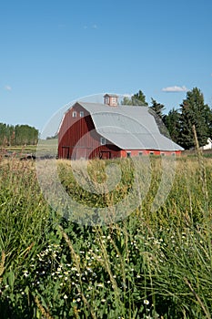 Bright red barn in a wheat field in the Palouse region of Eastern Washington State in summer
