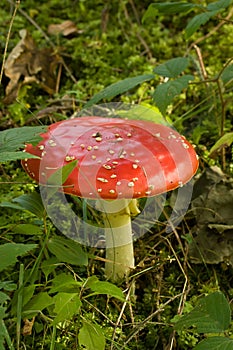 Bright red beautiful wild poisonous Amanita Muscaria in forest