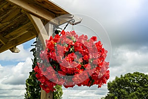 Bright red begonia flowers in a hanging basket.