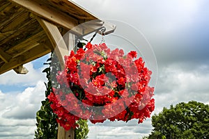 Bright red begonia flowers in a hanging basket. photo