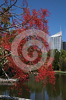 Bright red bell shaped flowers of the native Illawarra flame tree near pond