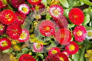 Bright red Bellis perennis flowers