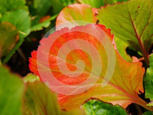 Bright Red Bergenia Leaf