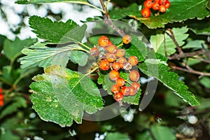 Bright red berries of the blood redhawthorn CRATAEGUS SANGUINEA PALL, growing naturally. They are used in herbal medicine for