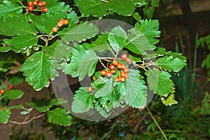 Bright red berries of the blood redhawthorn CRATAEGUS SANGUINEA PALL, growing naturally. They are used in herbal medicine for