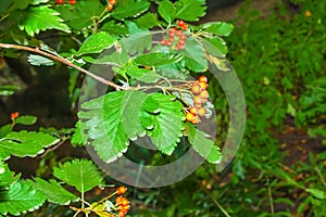 Bright red berries of the blood redhawthorn CRATAEGUS SANGUINEA PALL, growing naturally. They are used in herbal medicine for