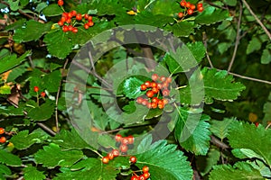 Bright red berries of the blood redhawthorn CRATAEGUS SANGUINEA PALL, growing naturally. They are used in herbal medicine for