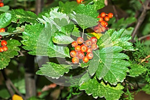 Bright red berries of the blood redhawthorn CRATAEGUS SANGUINEA PALL, growing naturally. They are used in herbal medicine for