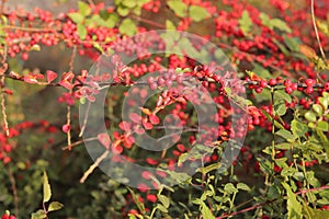 Bright red berries on the branches of a bush, close-up. Autumn