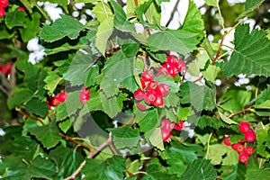 Bright red berries of the hawthorn CRATAEGUS TOURN. EX L, growing naturally. They are used in herbal medicine for ailments as well