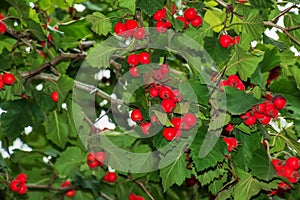 Bright red berries of the hawthorn CRATAEGUS TOURN. EX L, growing naturally. They are used in herbal medicine for ailments as well