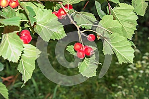 Bright red berries of the hawthorn CRATAEGUS TOURN. EX L, growing naturally. They are used in herbal medicine for ailments as well