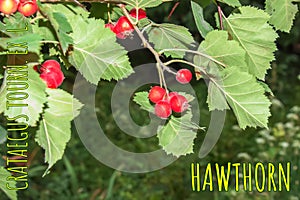 Bright red berries of the hawthorn CRATAEGUS TOURN. EX L, growing naturally. They are used in herbal medicine for ailments as well