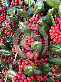 Bright Red Berries on Holly Plant and Green Leaves - Ilex aquifolium L