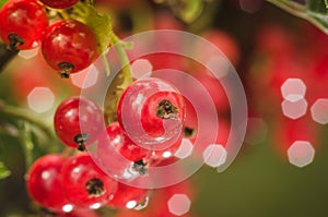 Bright red berries of red currant/bright red berries of red currant on sunlight