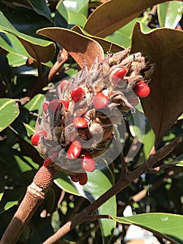 Bright Red Berries Southern Magnolia grandiflora Seed Pod Closeup