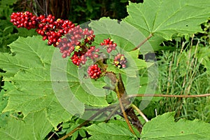 Bright red berries top off a Devilâ€™s Club plant