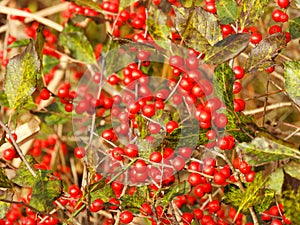 Bright red berries visible on bush during Autumn in NYS photo