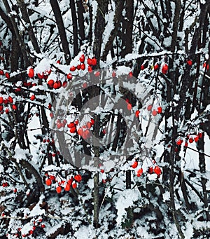 Bright red berry thorny bush covered with snow