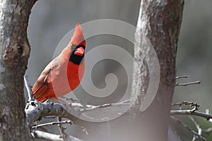 a bright red bird perched on the branch of a tree