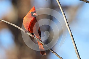a bright red bird perched on a branch of a tree