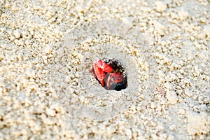 Bright red and black crab emerges from hole in coral sand on tropical beach photo