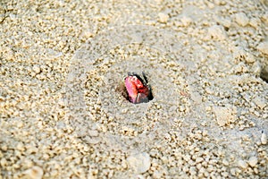 Bright red and black crab emerges from hole in coral sand on tropical beach photo
