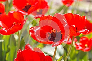 Bright red blooming poppies in the field in the early morning.