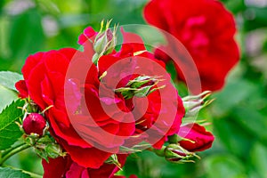 Bright red blooming roses on summer day. macro view