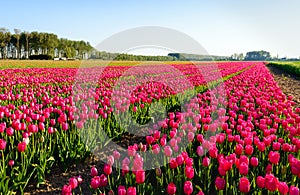 Bright red blossoming tulips in early morning sunlight