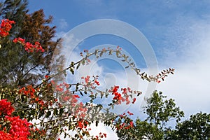 Bright red bougainvillea against blue sky with cloud whisps and gum and evergeen trees