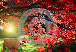 Bright red branches of Japanese maple or Acer palmatum and sunlight