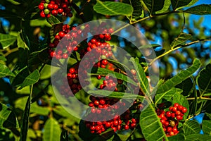 A bright red Brazilian Pepper plant