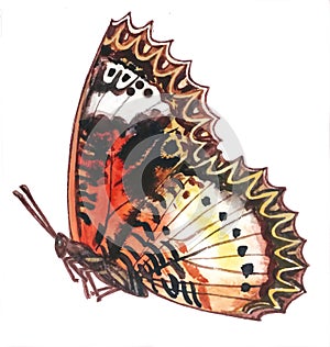 Bright red brown butterfly with a ornamental zigzag contour