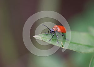 Bright red bug insect on green leaf