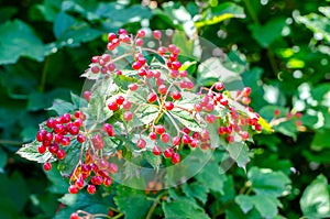 A bright red bunch of viburnum berries