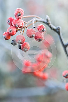 Bright red bunches of rowan in hoarfrost. Frozen rowanberries close up. Winter time, cold weather