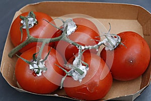 bright red bush tomatoes gone bad and showing patches of mold