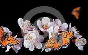 Bright red butterflies on white spring flowers. apricot blossom branch isolated on black. copy space