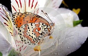 bright red butterfly on a white lily flower in water drops after rain