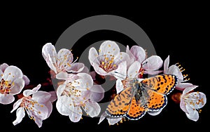 Bright red butterfly on white spring flowers. apricot blossom branch isolated on black. copy space