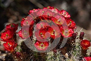 Bright Red Cactus Flowers
