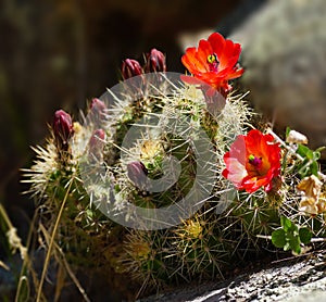 The Bright Red Cactus Flowers of Spring