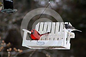 Bright red cardinal bird in winter