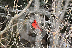 Bright red cardinal bird in winter