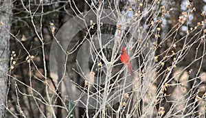 Bright red cardinal bird in winter
