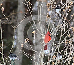 Bright red cardinal bird in winter