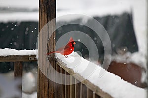 Bright red cardinal standing at attention looking pretty as it snows
